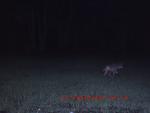 Click image for larger version

Name:	Game camera 022.jpg
Views:	179
Size:	114.5 KB
ID:	11036