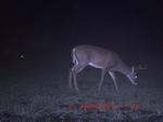 Click image for larger version

Name:	Game camera 025.jpg
Views:	152
Size:	114.8 KB
ID:	11150