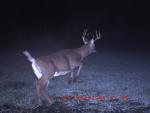 Click image for larger version

Name:	Game camera 027.jpg
Views:	156
Size:	114.0 KB
ID:	11151