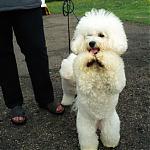 Click image for larger version

Name:	poodle.jpg
Views:	234
Size:	36.6 KB
ID:	16944