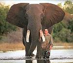 Click image for larger version

Name:	elephant.jpg
Views:	136
Size:	45.8 KB
ID:	27140