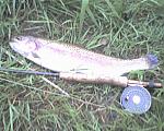 Click image for larger version

Name:	trout.jpg
Views:	262
Size:	73.1 KB
ID:	27561