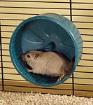 Click image for larger version

Name:	19394gerbil_wheellg.jpg
Views:	129
Size:	17.5 KB
ID:	37152