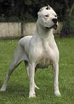 Click image for larger version

Name:	Dogo Argentino.jpg
Views:	1508
Size:	58.5 KB
ID:	38924