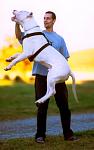 Click image for larger version

Name:	Dogo_argentino_jumping.jpg
Views:	1343
Size:	59.2 KB
ID:	38925