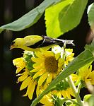 Click image for larger version

Name:	Goldfinch 2.jpg
Views:	359
Size:	201.7 KB
ID:	40876