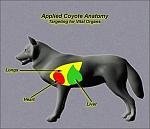 Click image for larger version

Name:	anatomy_coyote_side_I.jpg
Views:	958
Size:	27.0 KB
ID:	43517