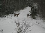 Click image for larger version

Name:	Driveway deer.jpg
Views:	158
Size:	172.5 KB
ID:	44080