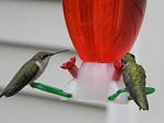 Click image for larger version

Name:	hummingbirds1.jpg
Views:	260
Size:	93.4 KB
ID:	52832