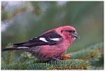 Click image for larger version

Name:	white-winged_crossbill_11.jpg
Views:	260
Size:	195.8 KB
ID:	54094