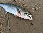 Click image for larger version

Name:	bluefish metal.jpg
Views:	494
Size:	316.0 KB
ID:	59355