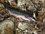 Click image for larger version

Name:	miniplugtrout.jpg
Views:	361
Size:	297.5 KB
ID:	64045