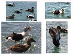 Click image for larger version

Name:	King Eider.jpg
Views:	159
Size:	97.7 KB
ID:	64048