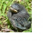 Click image for larger version

Name:	little bird.jpg
Views:	297
Size:	87.1 KB
ID:	7658