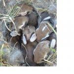 Click image for larger version

Name:	baby rabbits.jpg
Views:	512
Size:	103.8 KB
ID:	7730