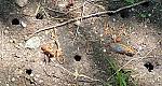 Click image for larger version

Name:	cicadaholes.jpg
Views:	298
Size:	145.1 KB
ID:	27781