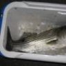 N.ShoreFisher