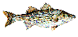 BIGSWELL's Avatar