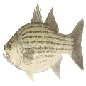 Fish Or Die's Avatar