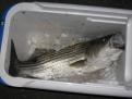 N.ShoreFisher