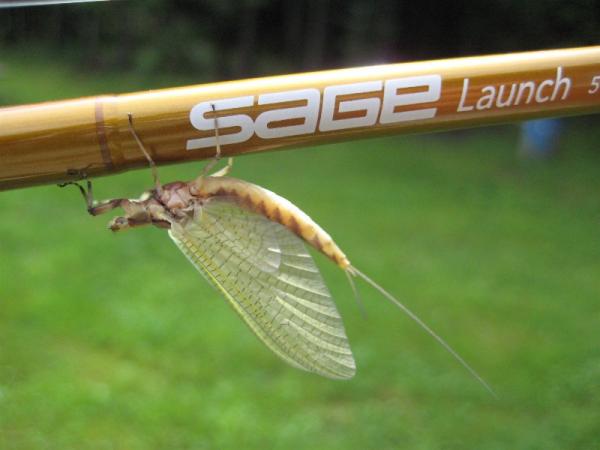 Sage Fly