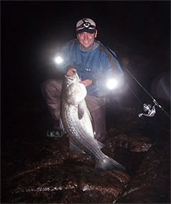 Striped Bass Striped Bass