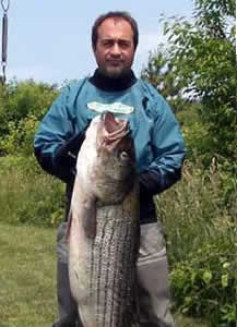 Striped Bass Striped Bass