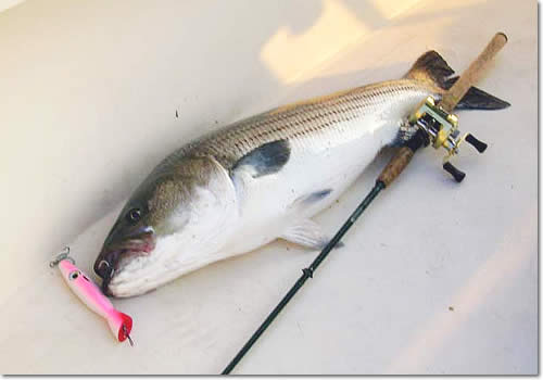 Striped Bass on Salty's Fathead